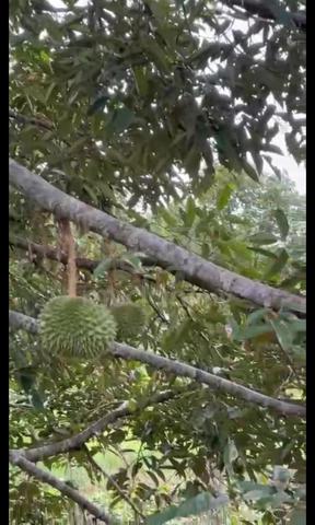 Durian orchard 9.1 acre good for investment nego raub 1