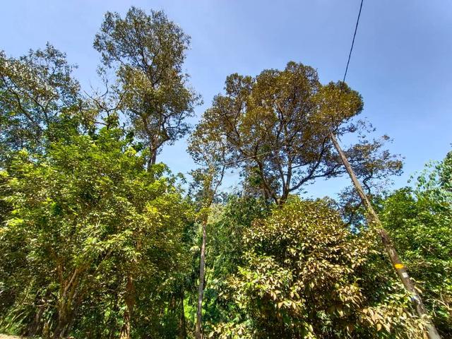 Tanah Dusun 2.3 Ekar  – Bukit Tamu, Batang Kali 3