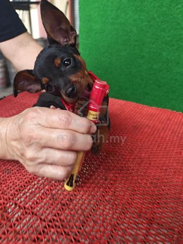 Carousel Image