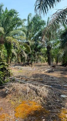 Pontian - Agriculture Land 1