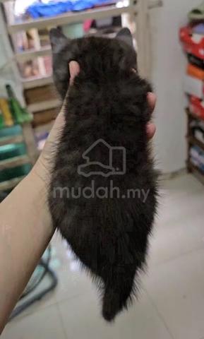 Bsh British Shorthair Male Kitten Rare Color Pets For Sale In Sungai