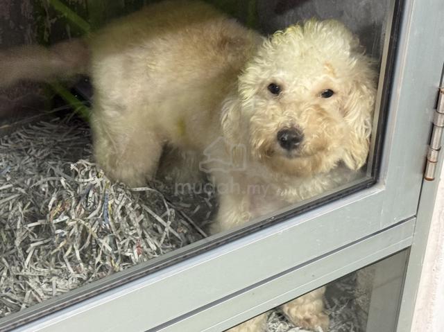 Toy poodle - photo 6 of 6