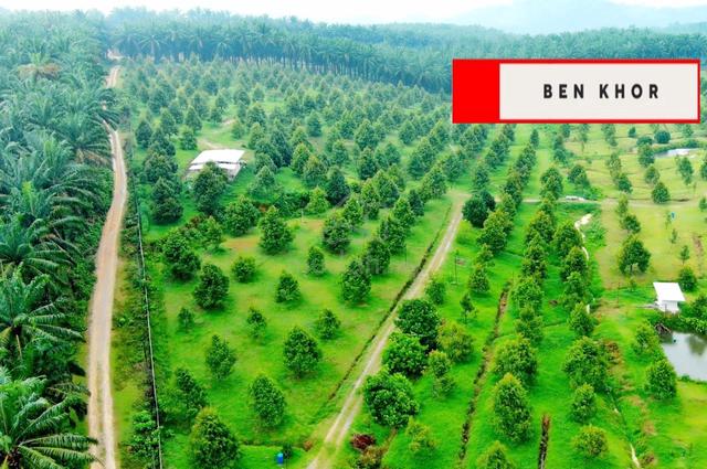 33 Relung | Durian farm | Musang King & Black Thorn | Serdang | KEDAH 1