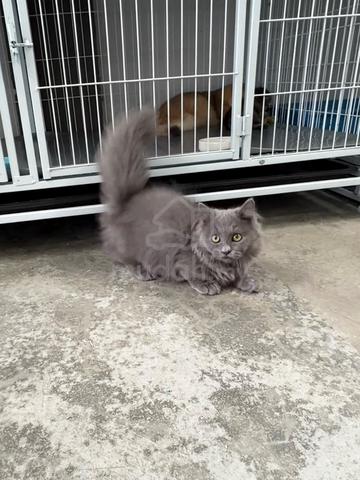 Super short Munchkin kitten - photo 4 of 4