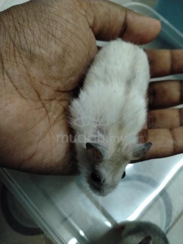 Hamster  - photo 6 of 6
