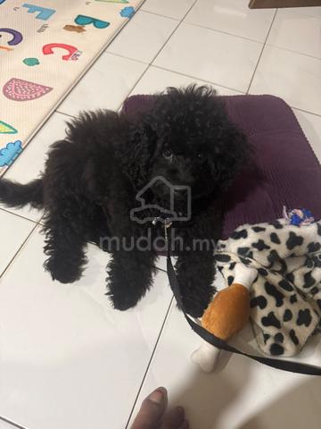 toy poodle short leg - photo 3 of 6