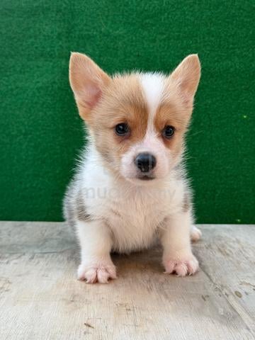 Pembroke Corgi Puppy - photo 4 of 4