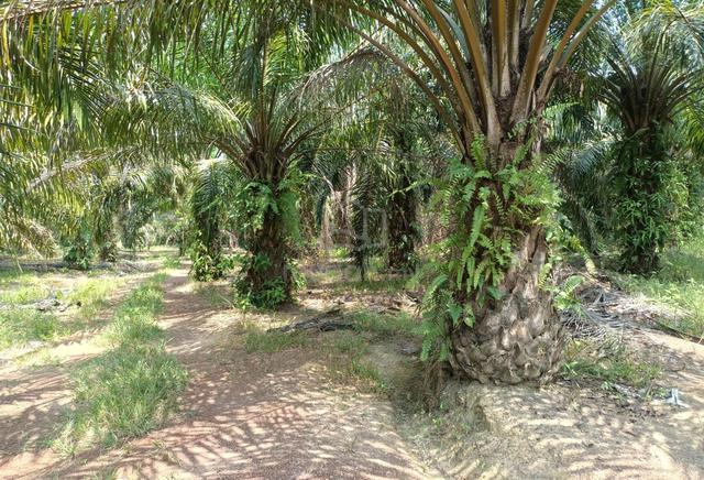4 Ekar Tanah Pokok Kelapa Sawit Bukit Tanah Merah Segamat Johor 1