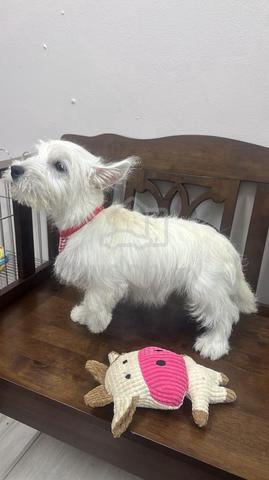 Carousel Image