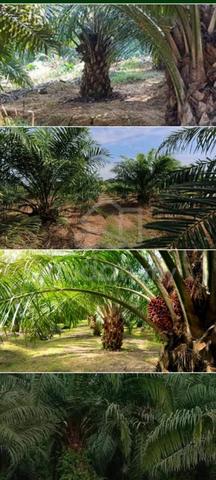 Land for Sale , WTS - Durian Sebatang , Teluk Intan , Perak 1