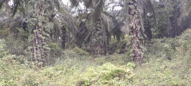 LAND for SALE – Palm Oil Plantation in Johol, Kuala Pilah, N. Sembilan 5