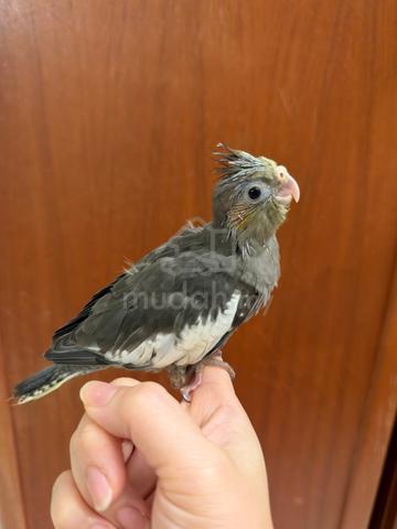 Cockatiel jinak - photo 3 of 6