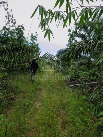 Tanah Kebun Sawit di Kg. Sg.Senang, mukim Jeneri, Sik untuk dijual. 2
