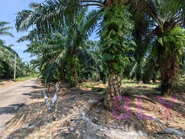 Kelanang Banting Kuala Langat 2.6 Acres Argiculture Land for sale 🌱🌱 2