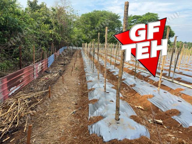 Fertile Soil  Sungai Lalang  Kedah Rm9.2psf a 4