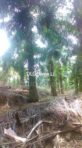 220 acres Palm Oil Platation Kuala Pilah Simpang Dangi Johol to Grab 2