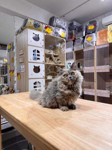 can send Singapore blue Tortie munchkin napoleon - photo 2 of 5