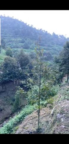Raub, Pahang durian land for sale 1