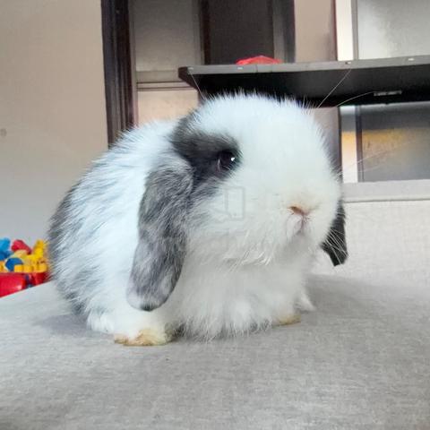 Holland lop bunny ear lop rabbit arnab - photo 2 of 2