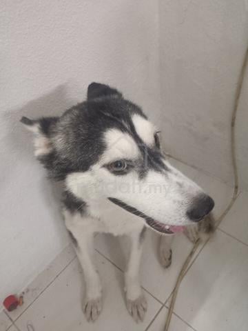 husky Free adoption  - photo 4 of 4