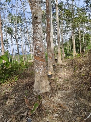 Kebun getah muda unt.dijual 2