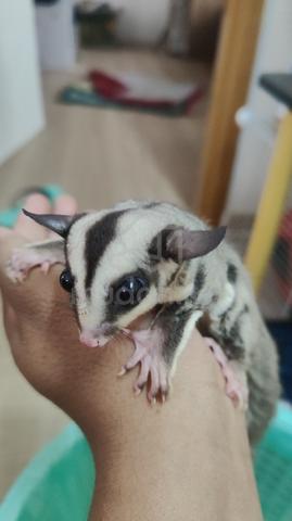 glider - photo 2 of 5