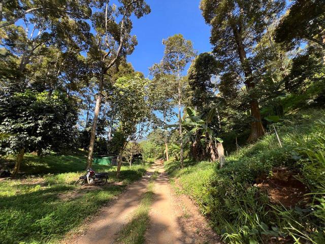 FREEHOLD / Lenggong / 30 Yrs Old Durian Orchard Farm/ Agriculture Land 3