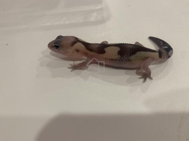 Carousel Image