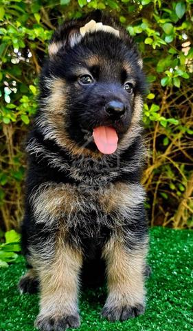 GERMAN SHEPHERD PUPPIES GSD75 - Boy Girl - photo 2 of 5