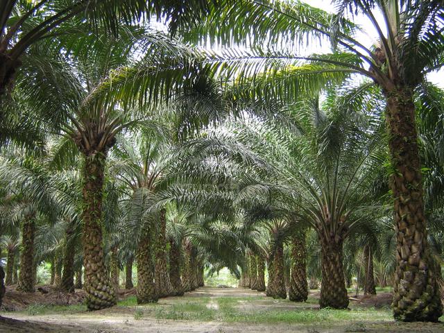 Planted Palm oil estate for sale, Penjom, Kuala lipis pahang 4