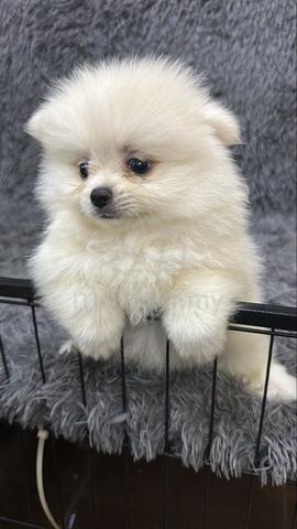 Female Pomeranian Puppy Cream White - photo 3 of 6