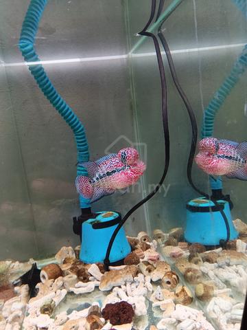 Carousel Image