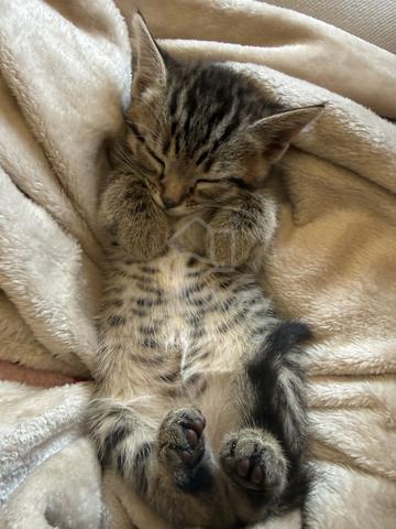 kitten comel - photo 4 of 6