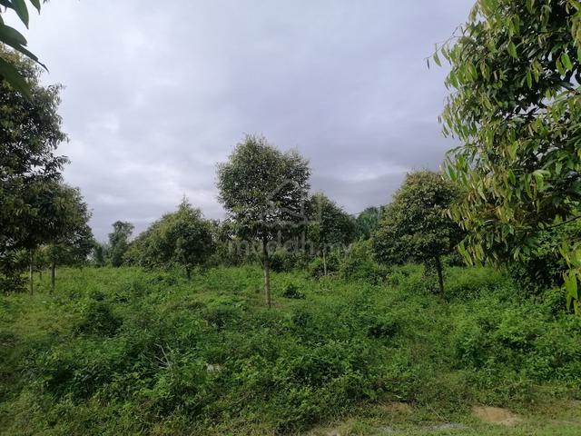 Durian orchard for sale 1