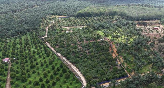 5 Acres Durian Farm Agriculture Land @ Sengkang, Tangkak, Johor 1