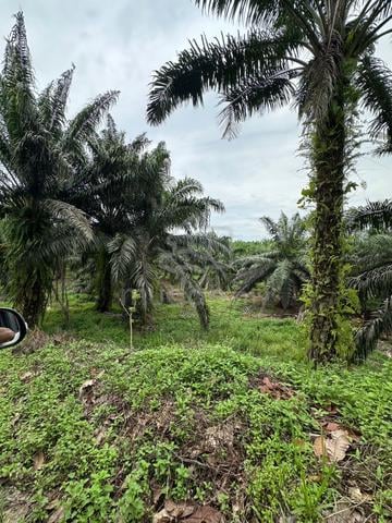 Palm Oil Land For Sale Beluran, Sabah (near Kota Kinabalu) CL 1