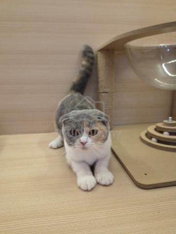 Scottish fold cat for Sale - photo 3 of 3