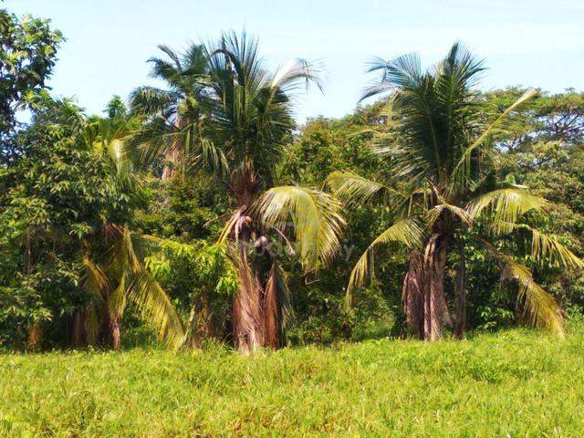 Agriculture Land at Nusa Dusun at Kuala Linggi 1