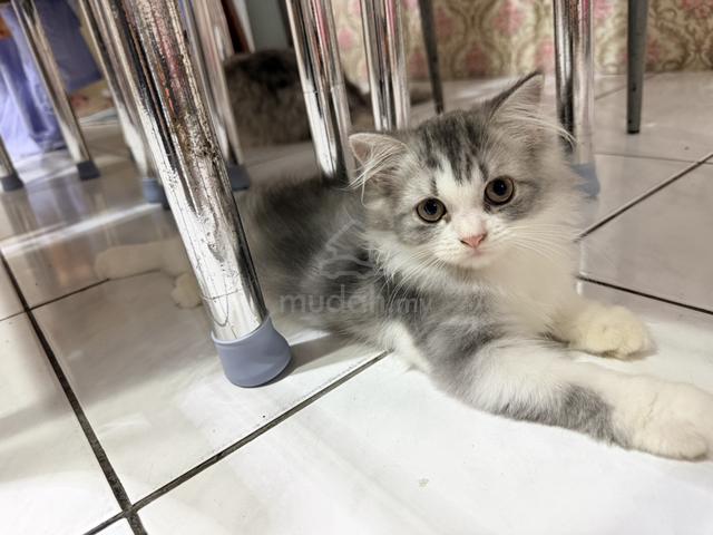BSH Mix Persian Kitten to Rehome - photo 3 of 5