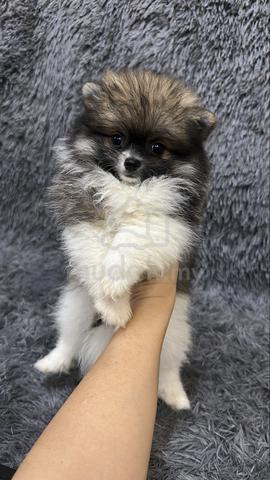 Fancy Color Pomeranian Female Puppy F6 - photo 3 of 5