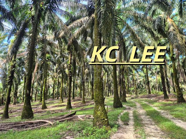 14.256 Acres Agricultural Land For SALE @ Selama,Perak 1
