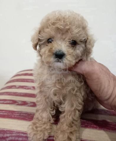 Carousel Image