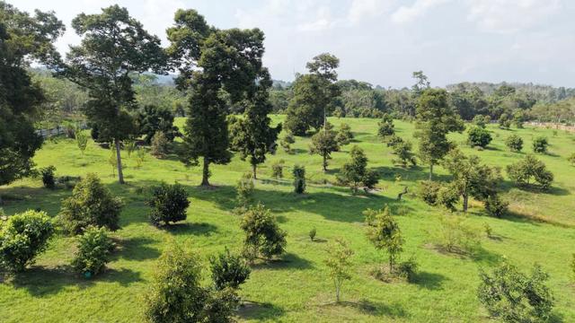 6.5 Acres Freehold Durian Farm Flat Land Sg Dua Karak Bentong 1