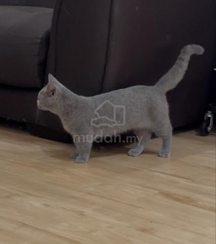 Munchkin Bsh (Cheapest) - photo 3 of 3