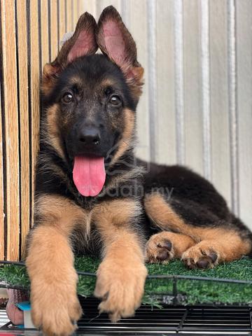 German Shepherd High Quality Female - photo 2 of 6