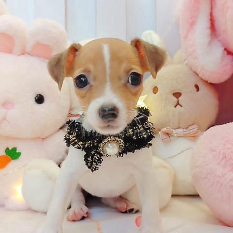 CUTIE PIE JACK RUSSELL TERRIER PUPPY DOG wn1218 - Pets for sale in ...