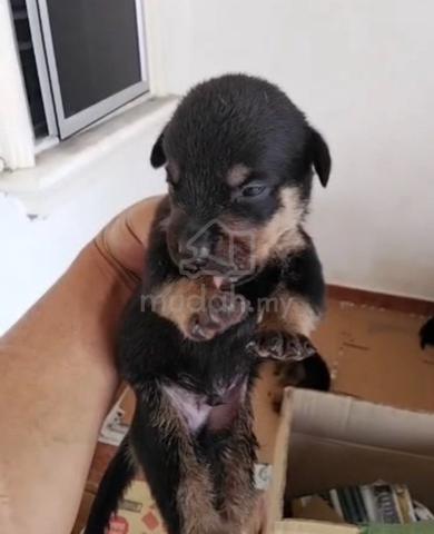 Rottweiler x Pitbully - photo 4 of 5