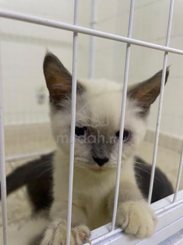Ragdoll kitten mix bsh - photo 2 of 6