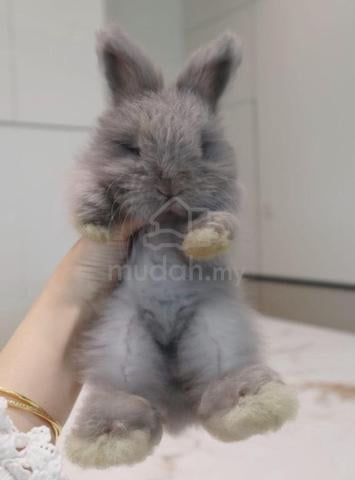Carousel Image