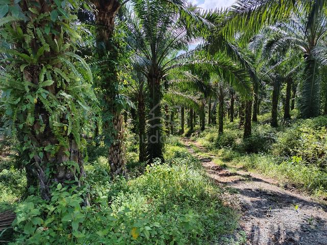 For Sale Kiansom 75 Acres Land | Oil Palm | Birdnest 1